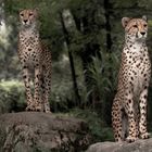 Gepard Acinonyx jubatus