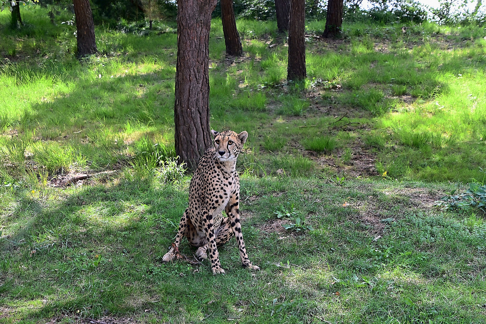 Gepard (Acinonyx jubatus)