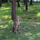 Gepard (Acinonyx jubatus)