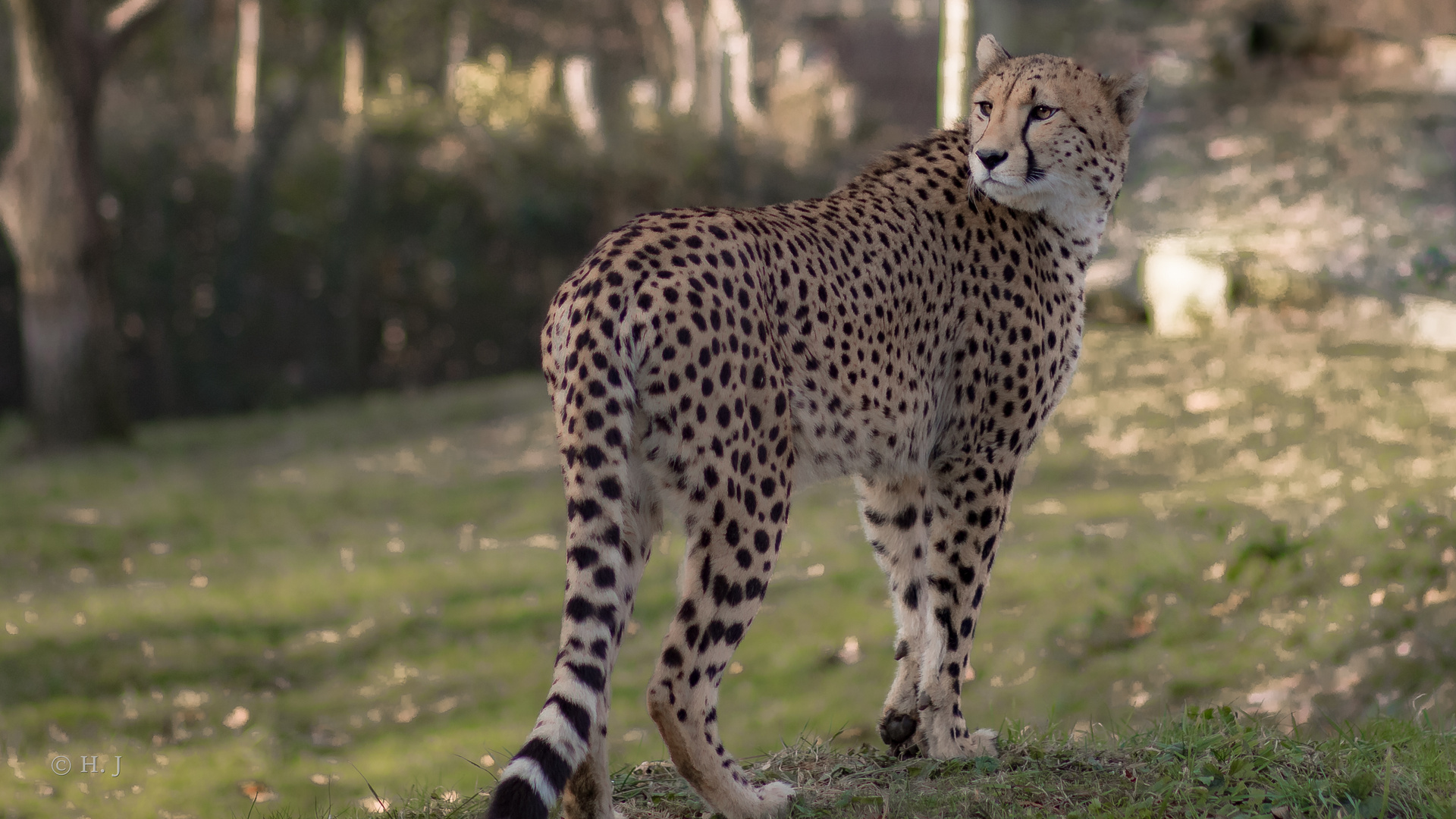 Gepard (Acinonyx jubatus)