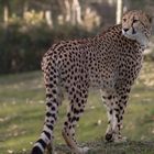 Gepard (Acinonyx jubatus)