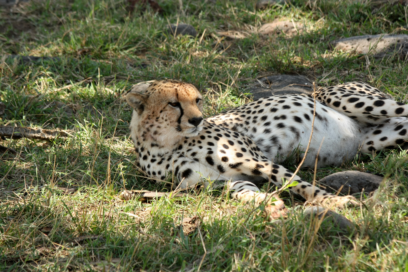 Gepard (Acinonyx jubatus)...
