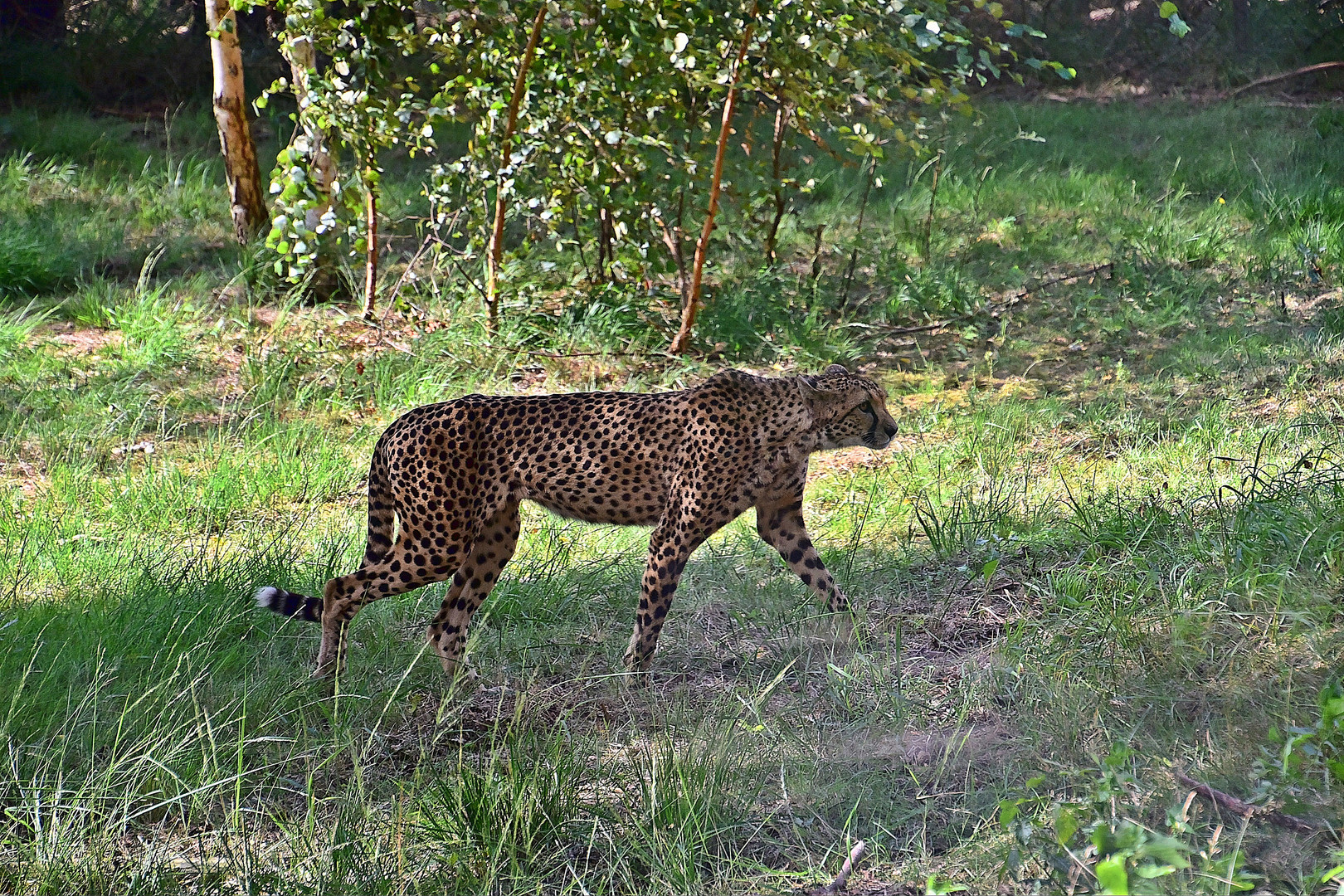 Gepard (Acinonyx jubatus)