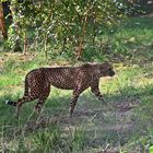 Gepard (Acinonyx jubatus)