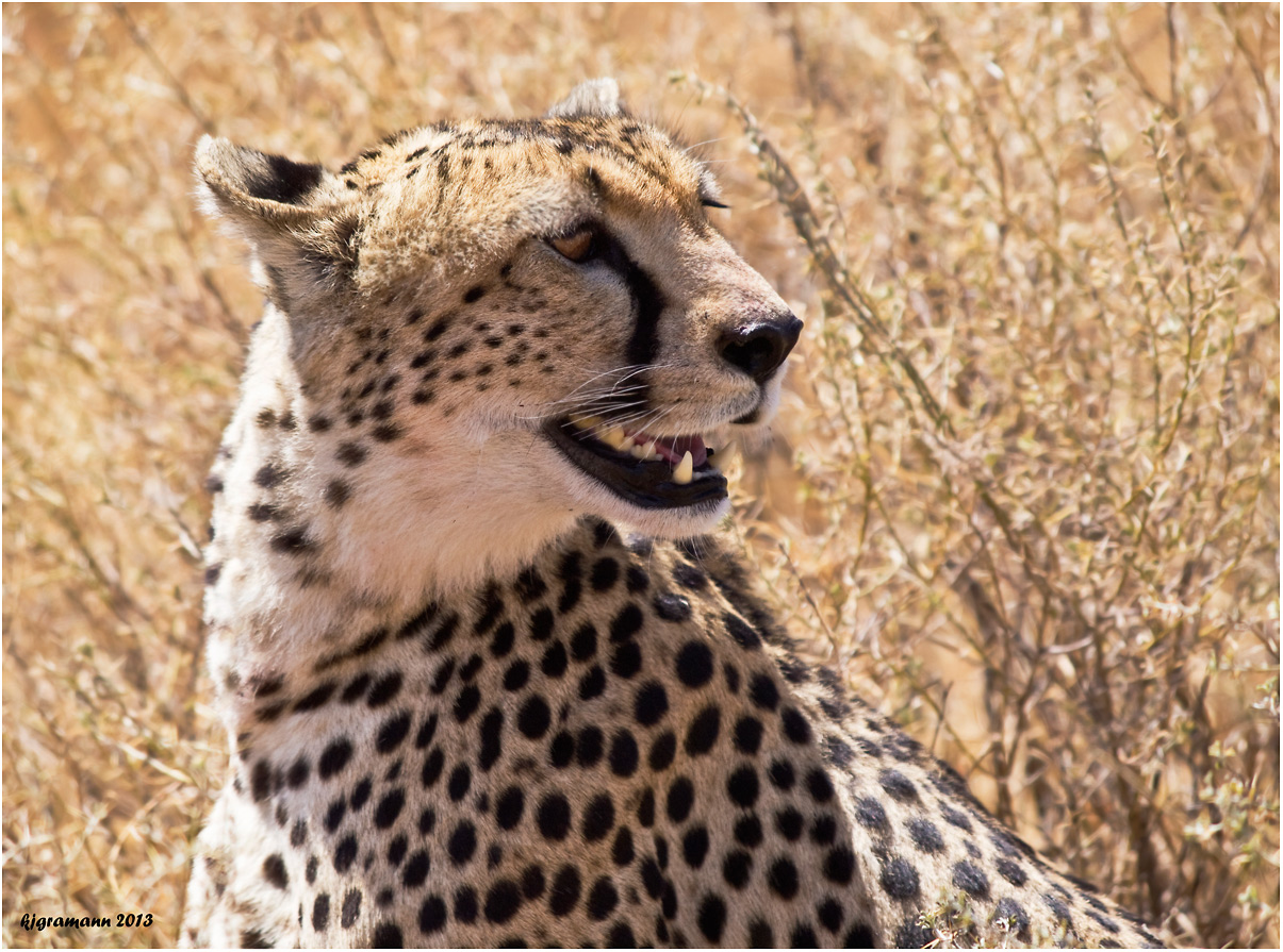 Gepard (Acinonyx jubatus)....
