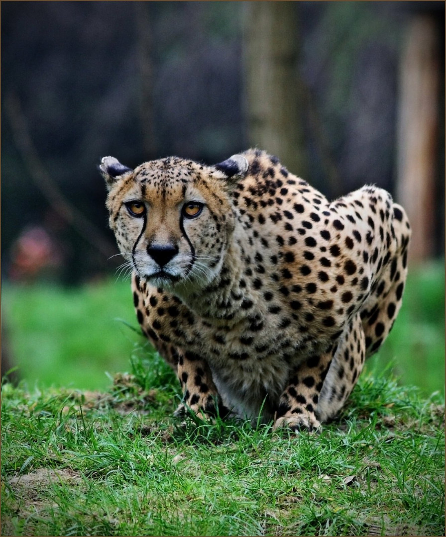 Gepard (Acinonyx jubatus)