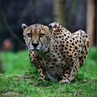 Gepard (Acinonyx jubatus)