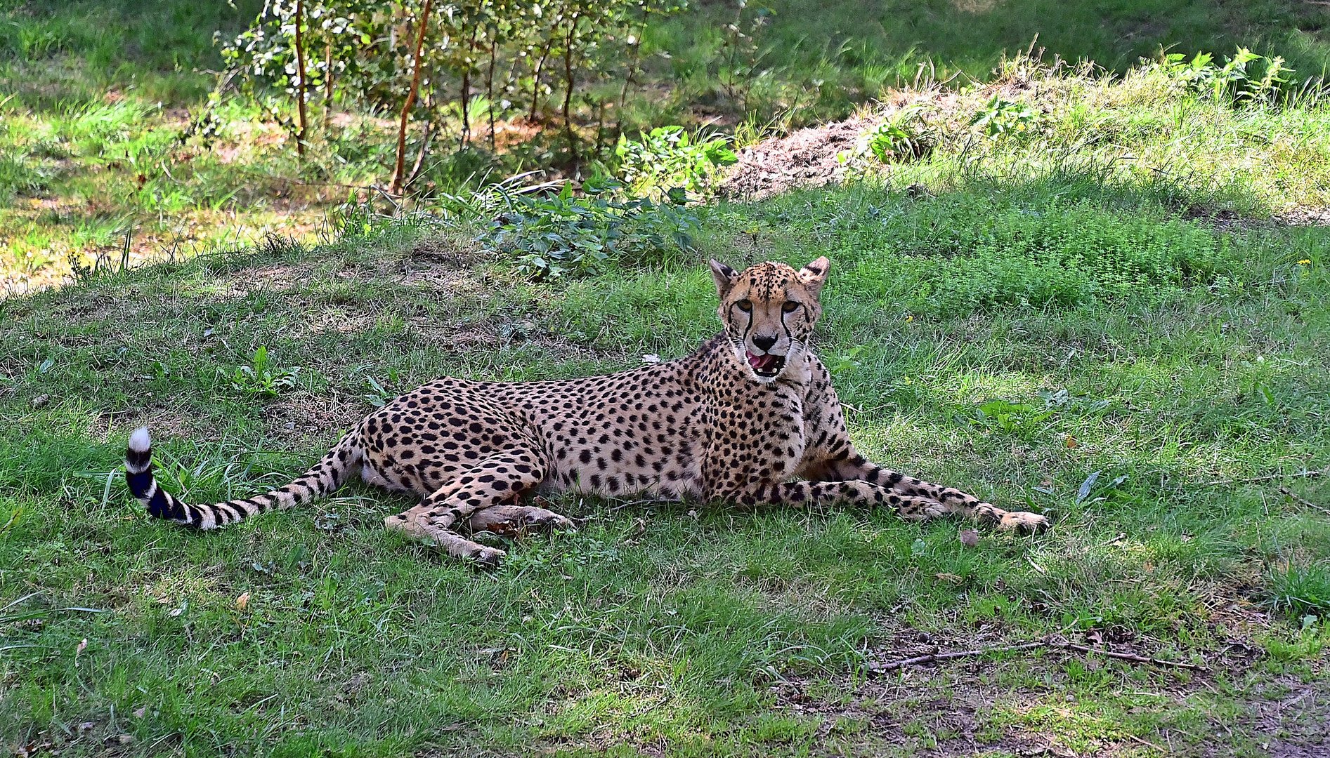 Gepard (Acinonyx jubatus)