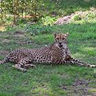 Gepard (Acinonyx jubatus)