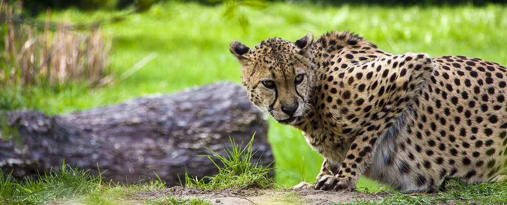 Gepard (Acinonyx jubatus) in Lauerstellung