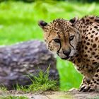 Gepard (Acinonyx jubatus) in Lauerstellung