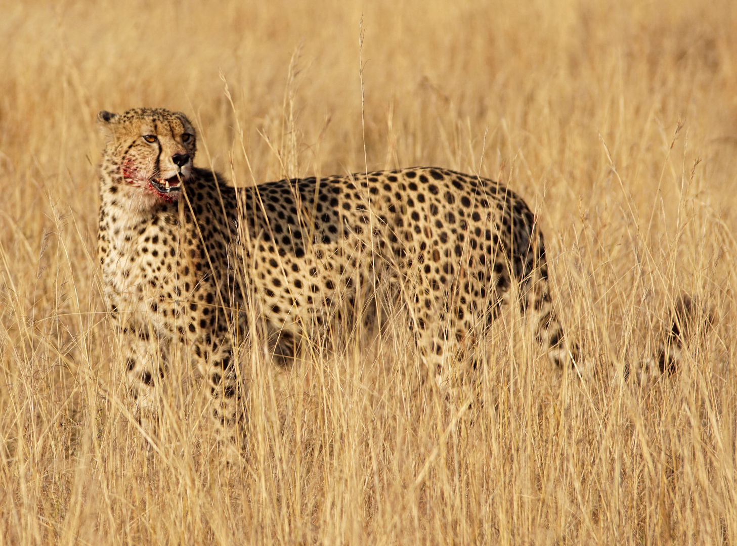 Gepard  (Acinonyx jubatus) - male