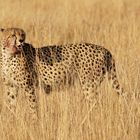 Gepard  (Acinonyx jubatus) - male