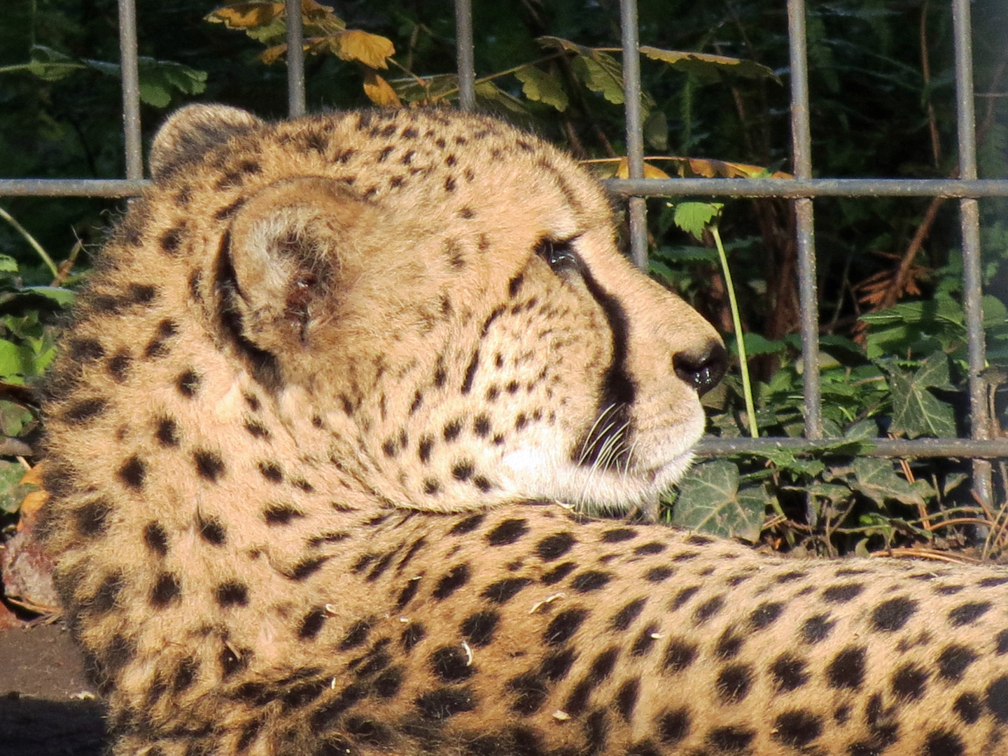 Gepard