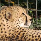 Gepard