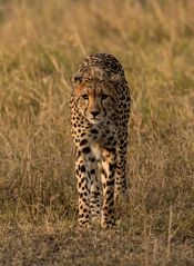 Gepard