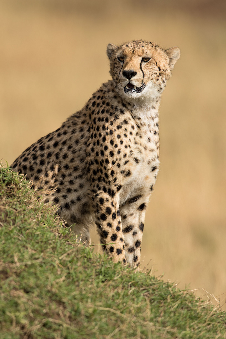 Gepard