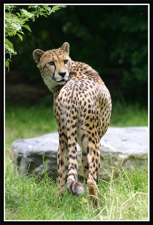 Gepard