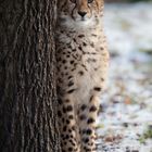 Gepard