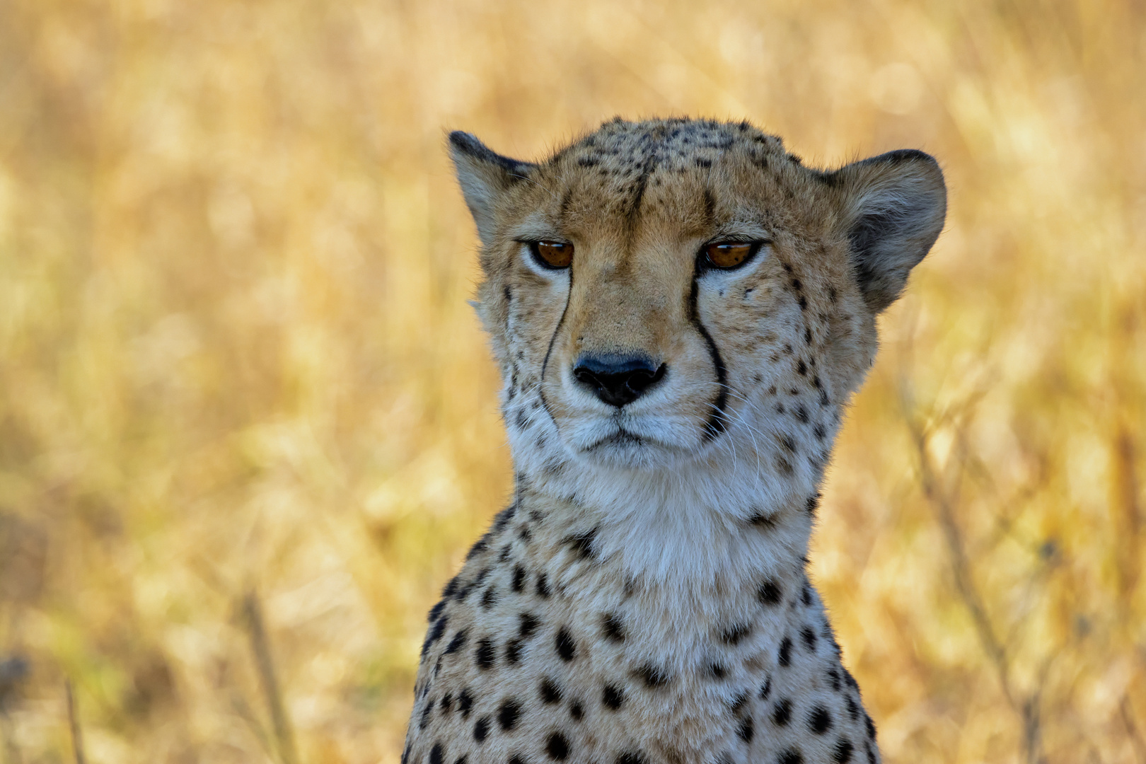 Gepard