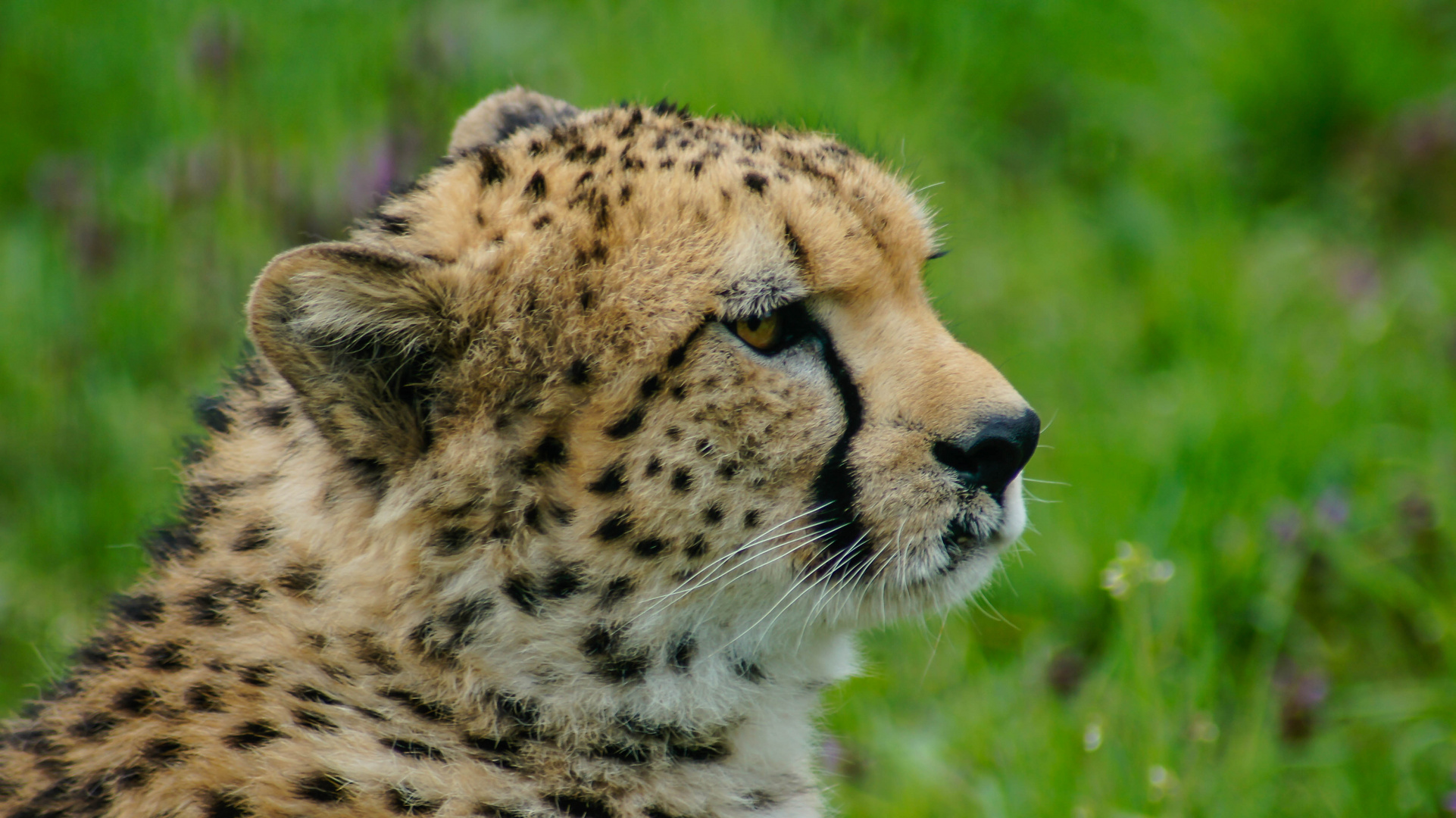 Gepard