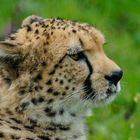 Gepard