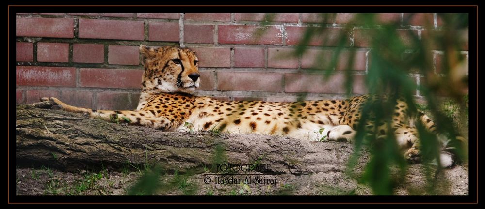 Gepard am ChiLL´n