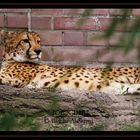 Gepard am ChiLL´n