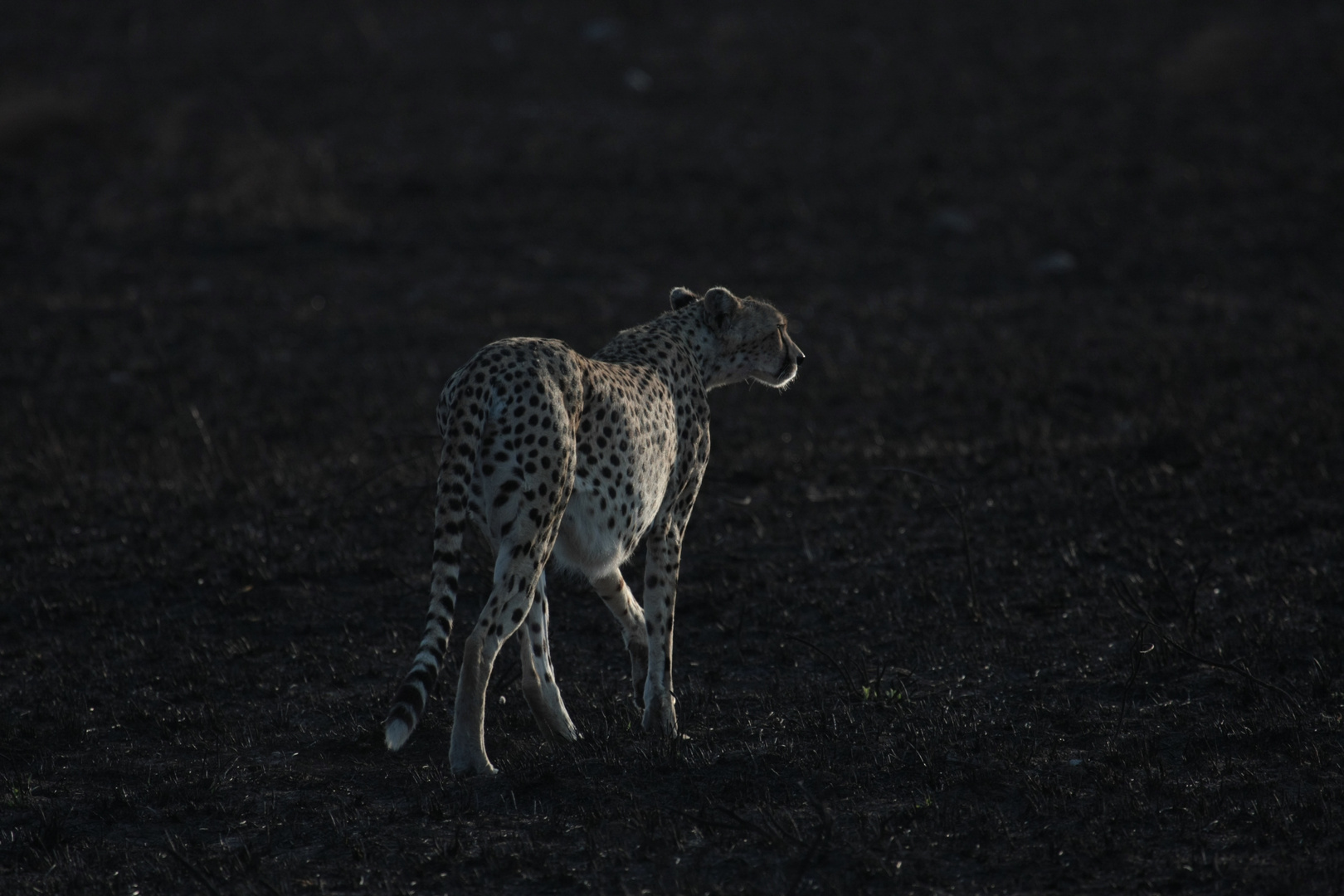 Gepard am Morgen