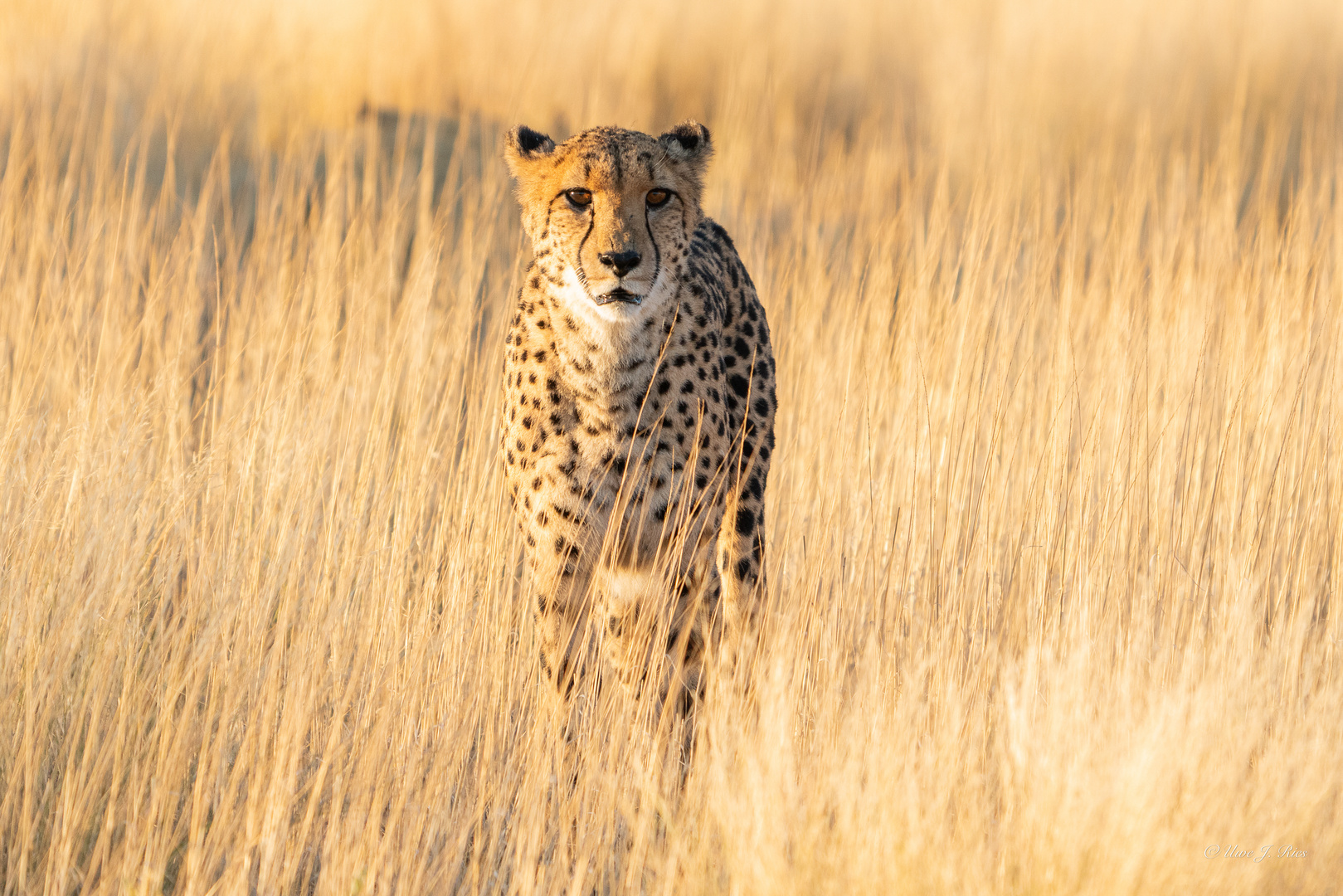 Gepard am Morgen