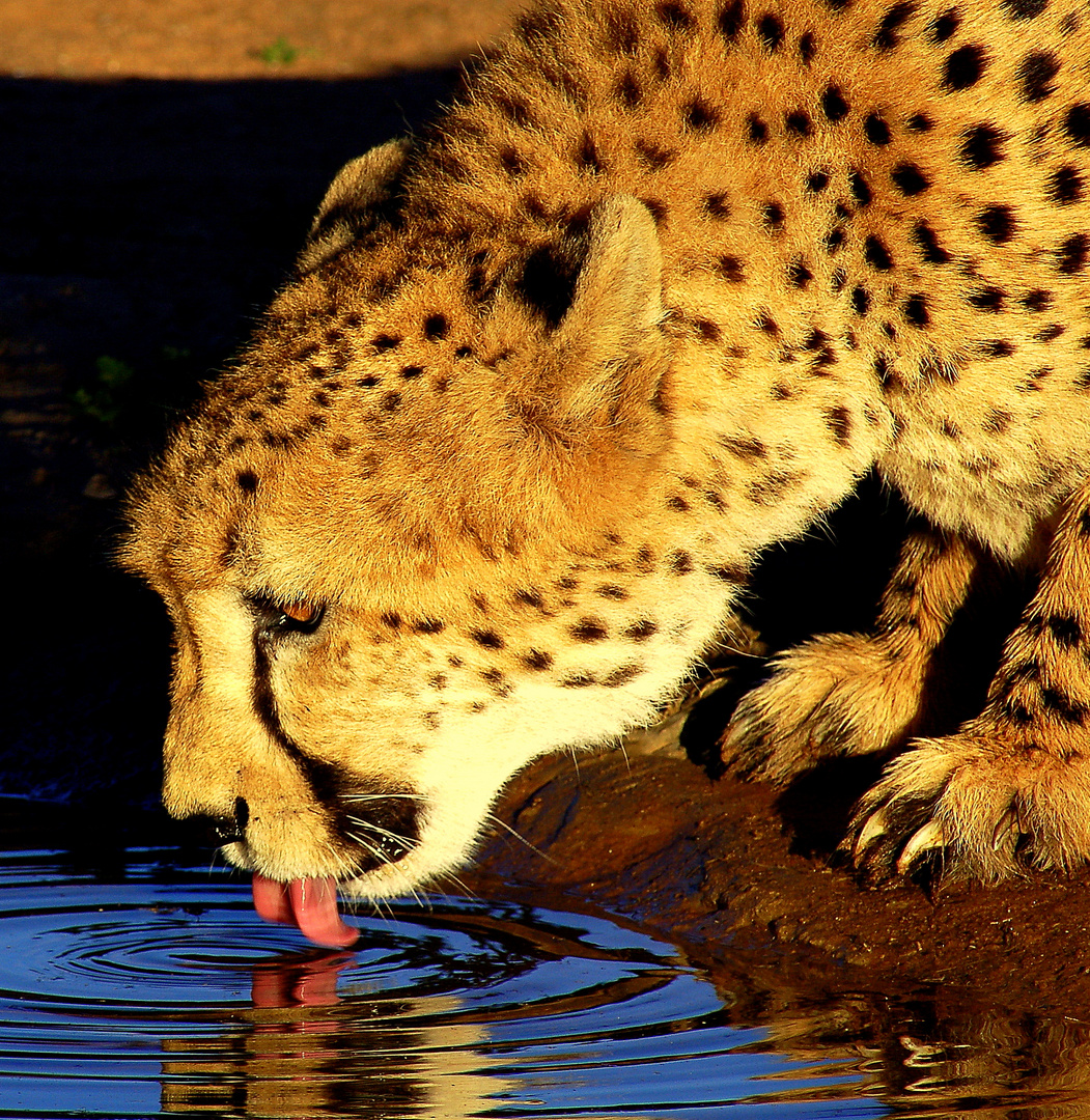 Gepard an einer Wassertelle