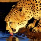 Gepard an einer Wassertelle