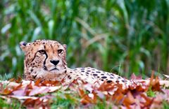 Gepard an Herbstlaub