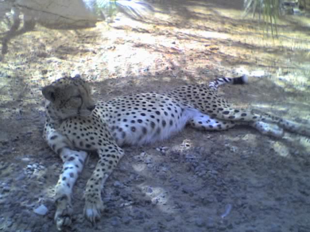 Gepard, Arabia's Wildlife Centre, Desert Park, Sharjah, Vereinigte Arabische Emirate.