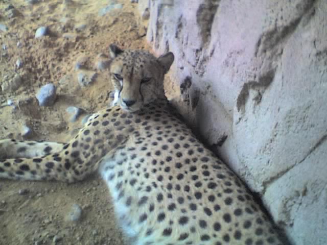 Gepard, Arabia's Wildlife Centre, Desert Park, Sharjah, Vereinigte Arabische Emirate