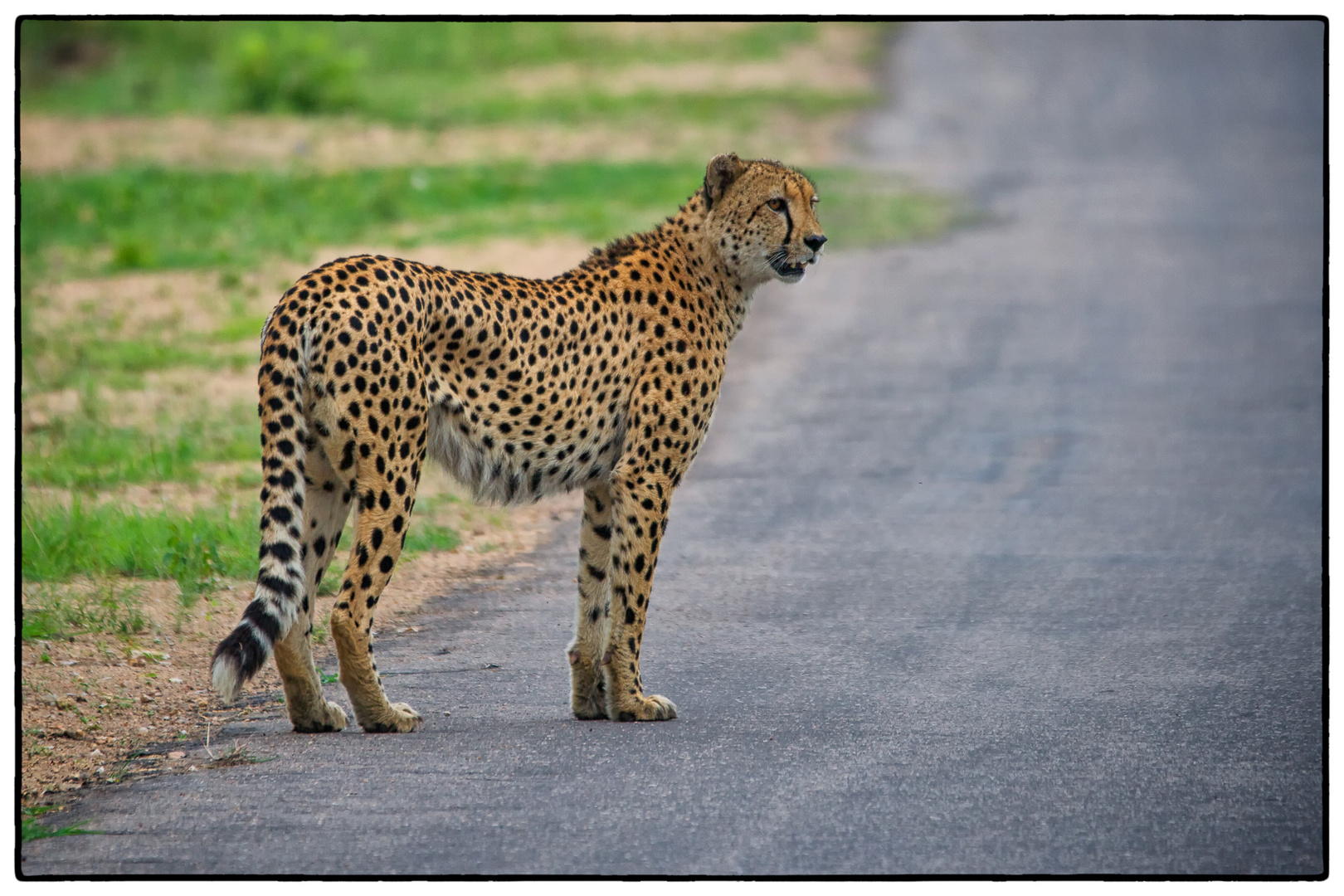 Gepard at Krüger