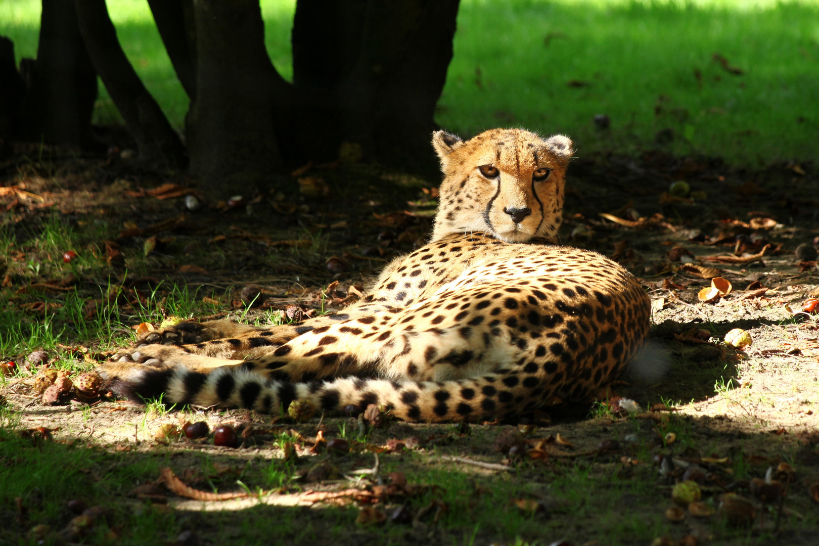 Gepard auf Baltrian