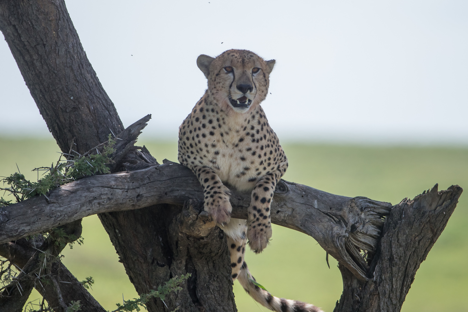 Gepard auf Baum