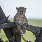 Gepard auf Baum