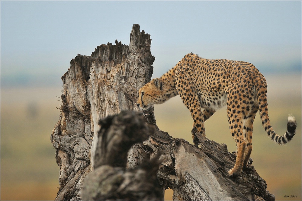 Gepard auf Baum