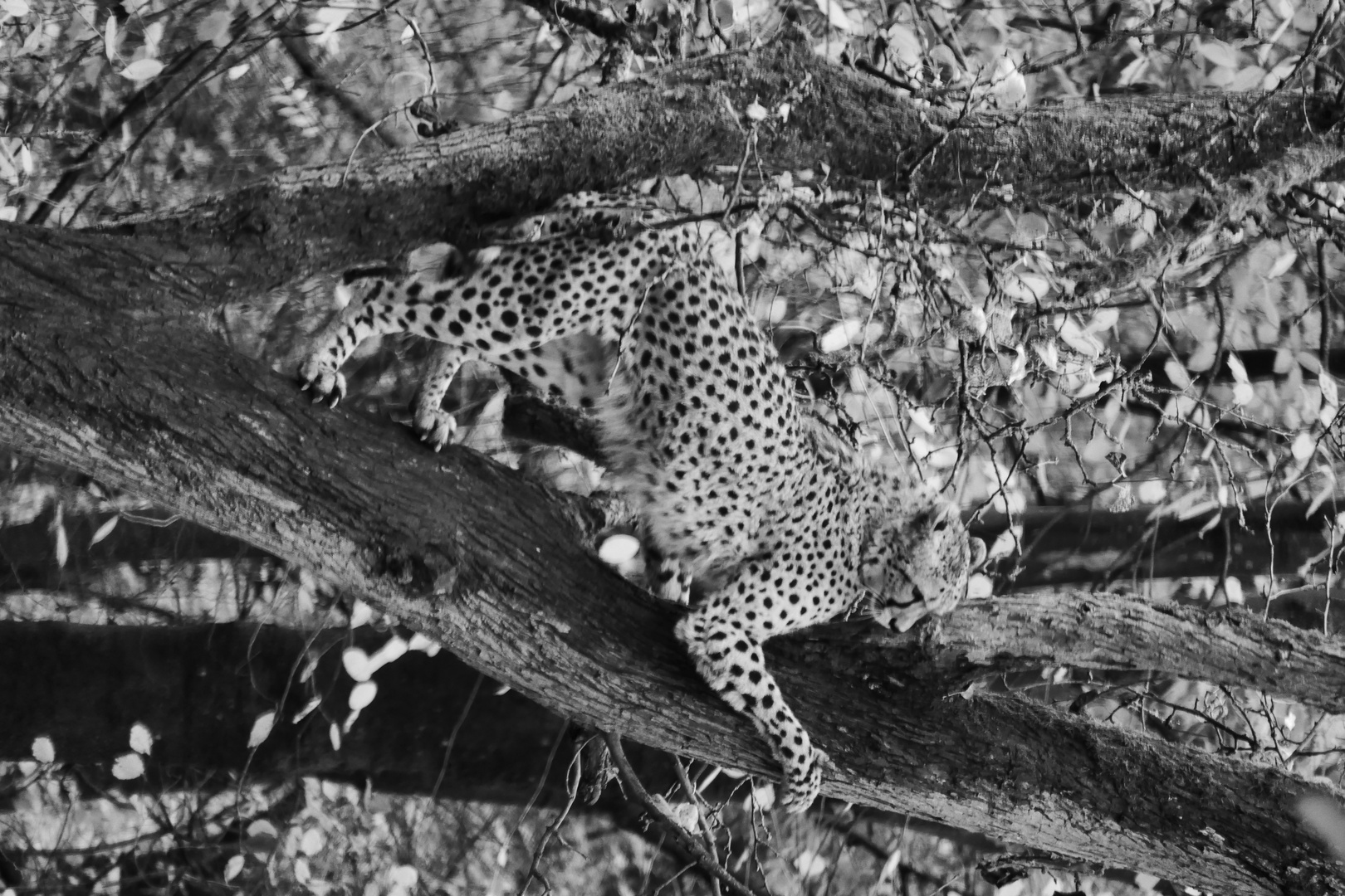 Gepard auf dem Baum