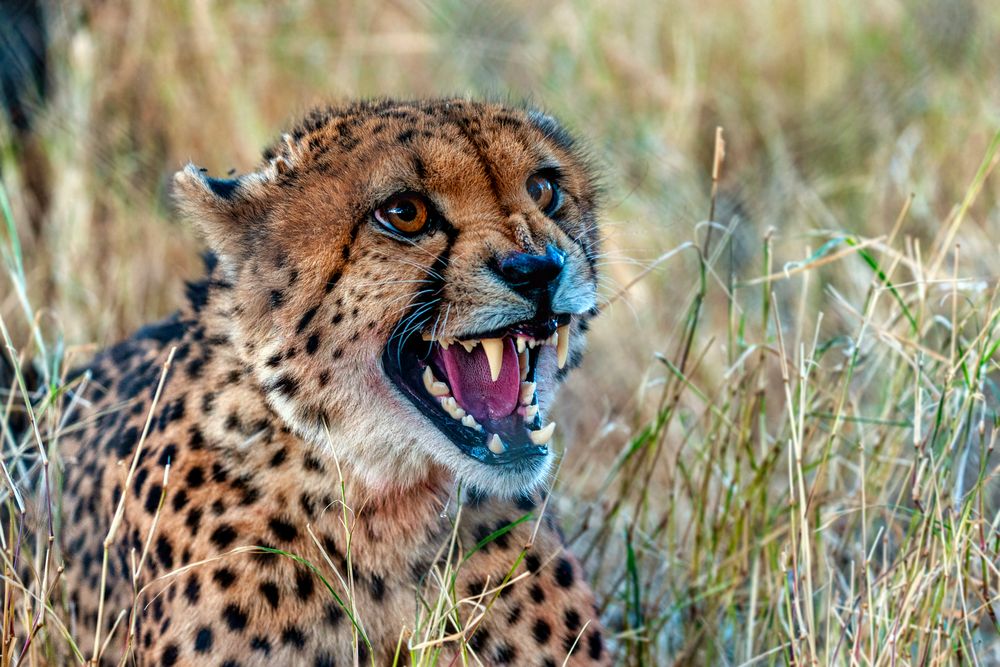 Gepard auf dem Gelände der Guest Farm Melrose Lodge, Namibia
