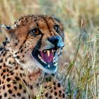 Gepard auf dem Gelände der Guest Farm Melrose Lodge, Namibia