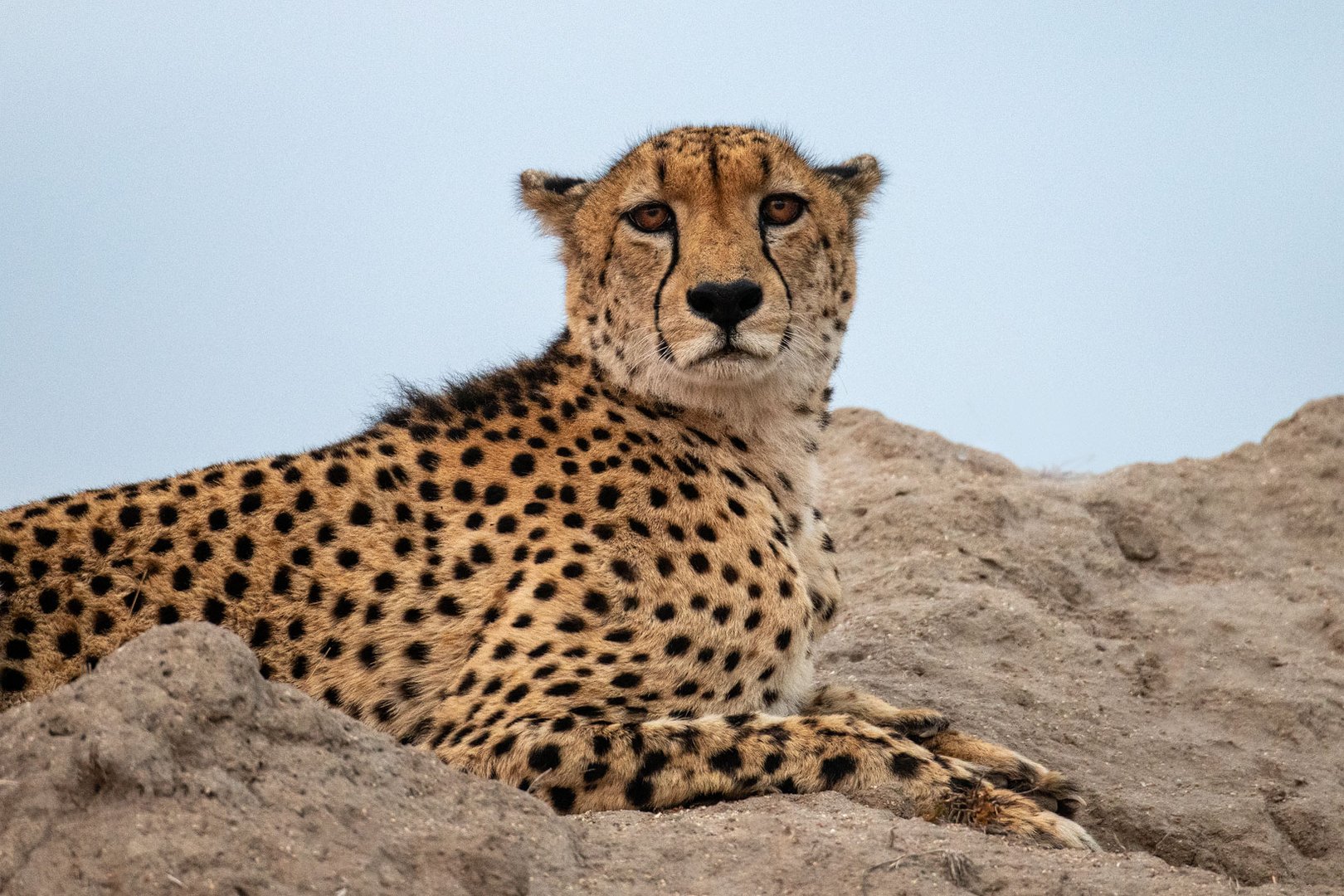 Gepard auf dem Termitenhügel