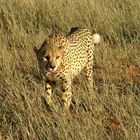 Gepard (auf der Bagatelle Kalahari Gameranch)