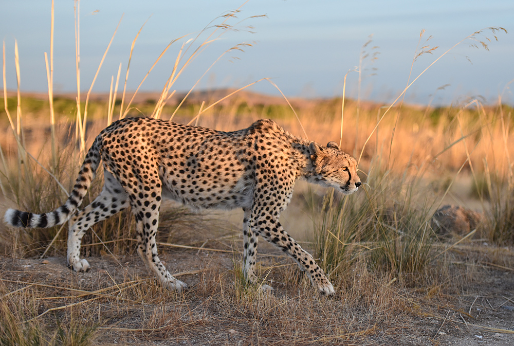 Gepard auf der Jagd