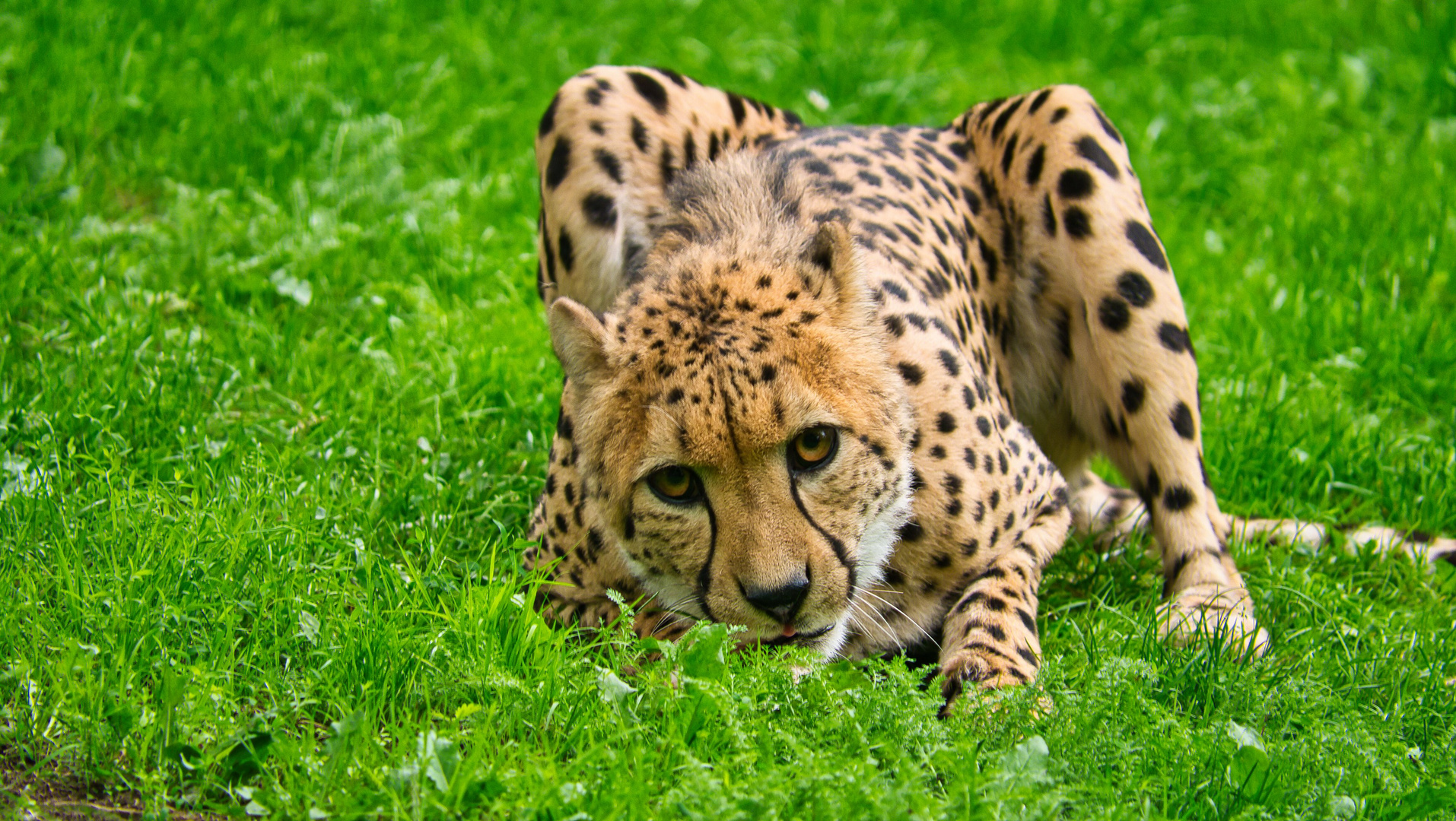 Gepard auf der Jagd