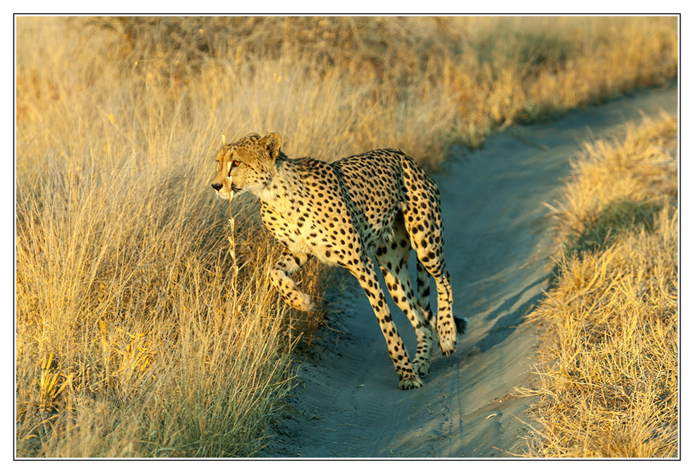 Gepard auf der Jagd