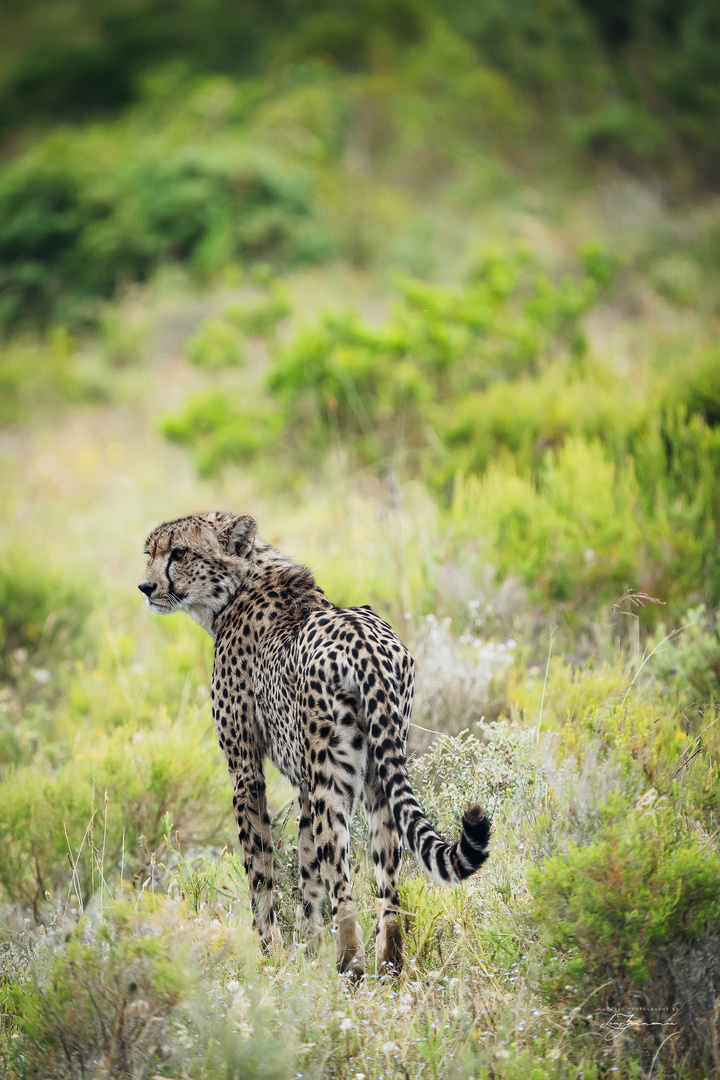 Gepard auf der Jagd