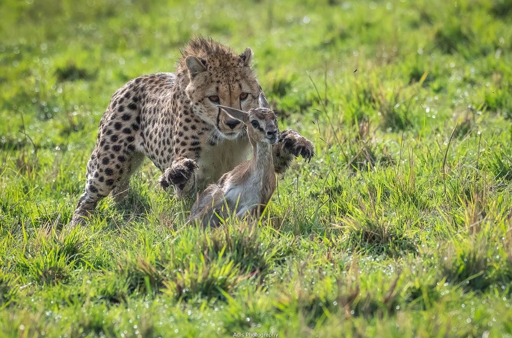 Gepard auf der Jagd